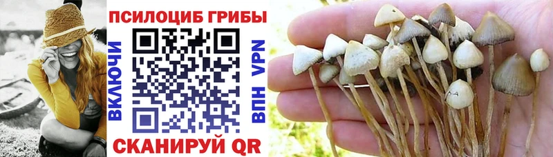 Купить где  Красновишерск  Галлюциногенные грибы Psilocybe 